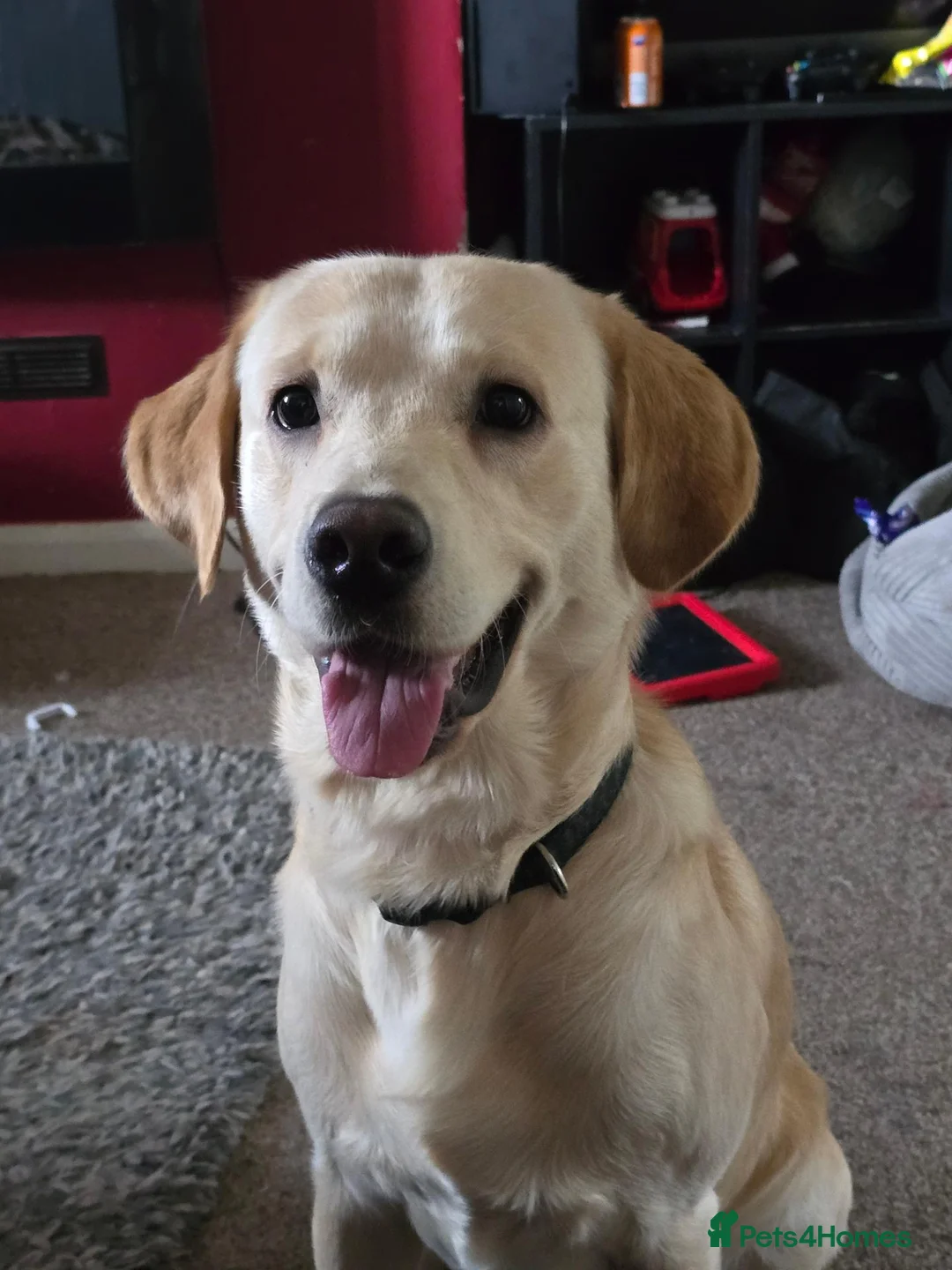 Mixed Breed dogs for sale: Chester is labrador retriever  in Newton Abbot - Advert 11