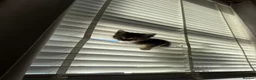 Mixed Breed cats for sale: Female kitten - Advert 5