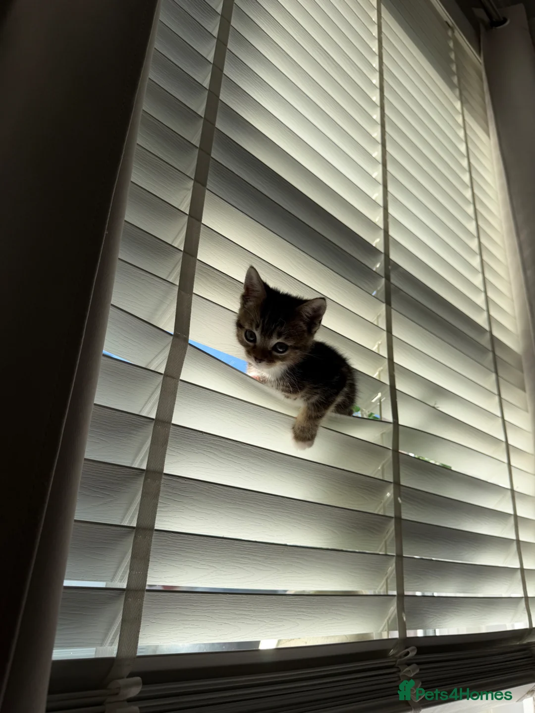 Mixed Breed cats for sale: Female kitten - Advert 5