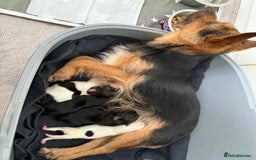 Mixed Breed dogs for sale: 4 gorgeous puppies for sale - Image 16