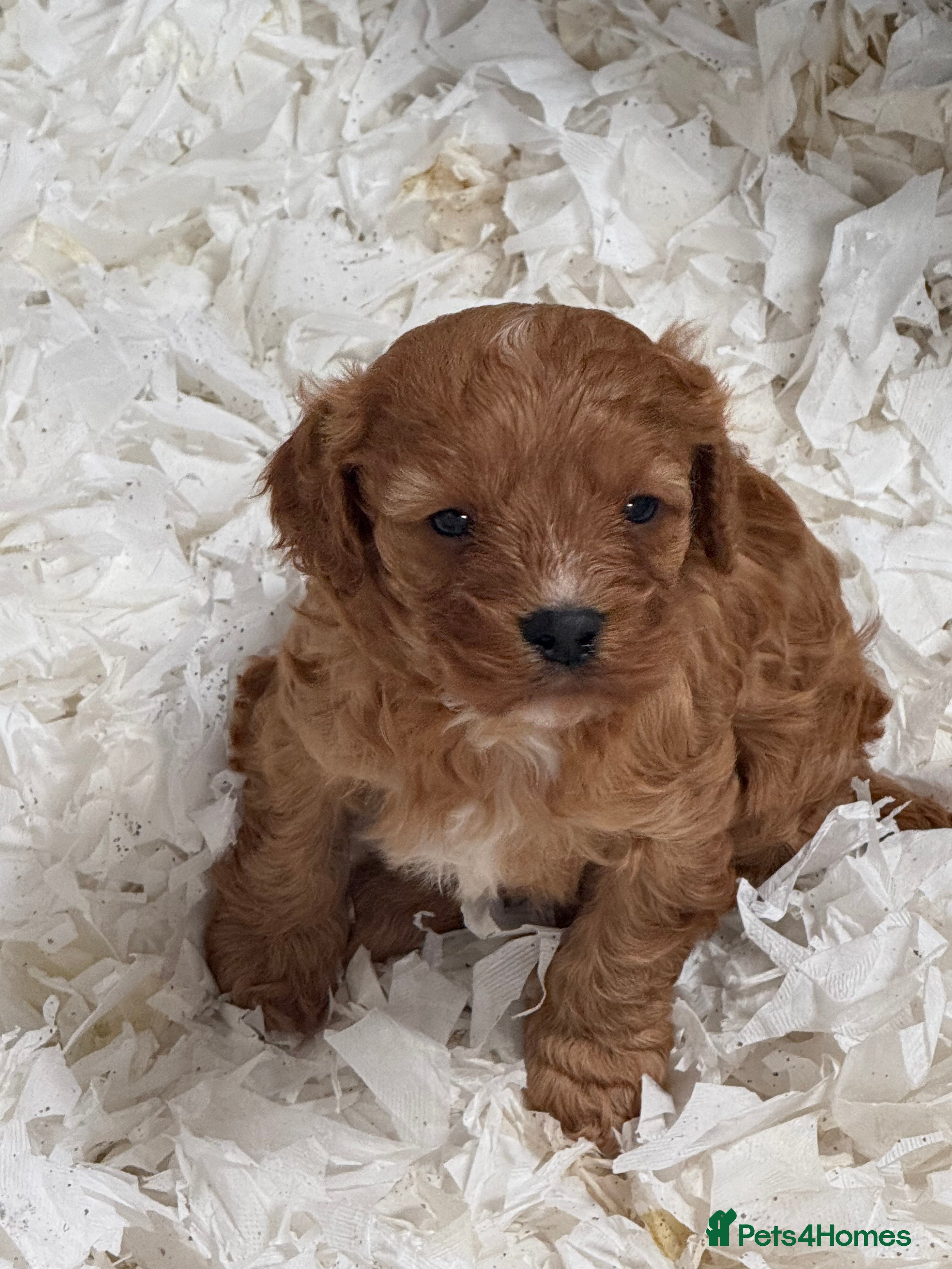Cavapoo dogs Beautiful F1 Cavapoos  - Advert 3