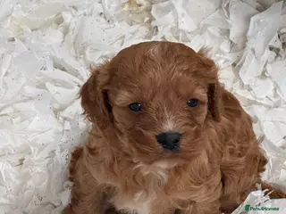 Cavapoo dogs Beautiful F1 Cavapoos - Advert 3