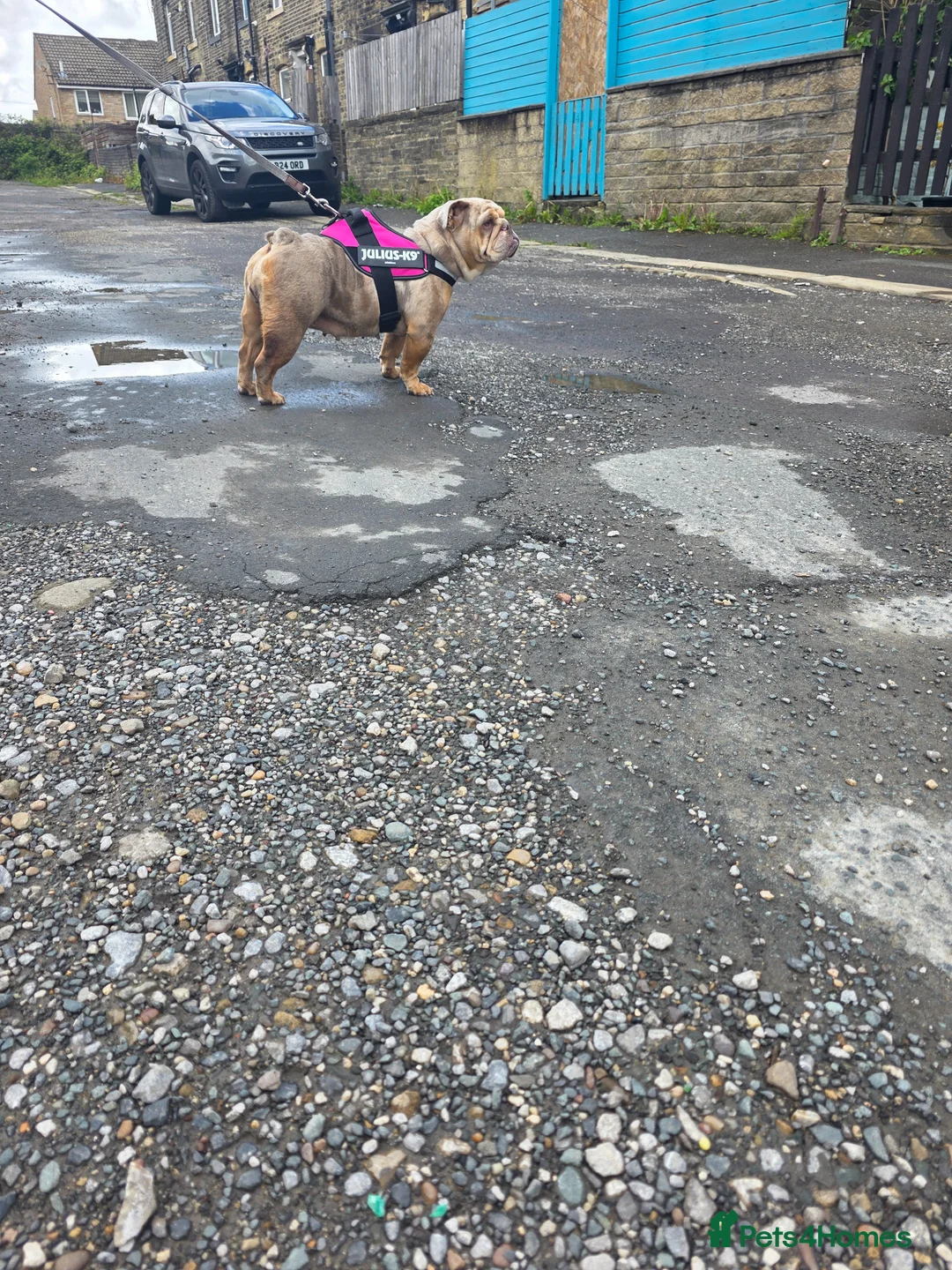 English Bulldog dogs for sale: Heffie english bulldog - Advert 1