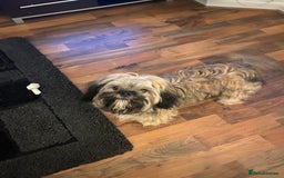 Mixed Breed dogs for sale: Shitzu x frenchie male - Advert 7