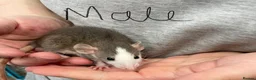 Rat rodents for sale: Baby rats - Advert 17