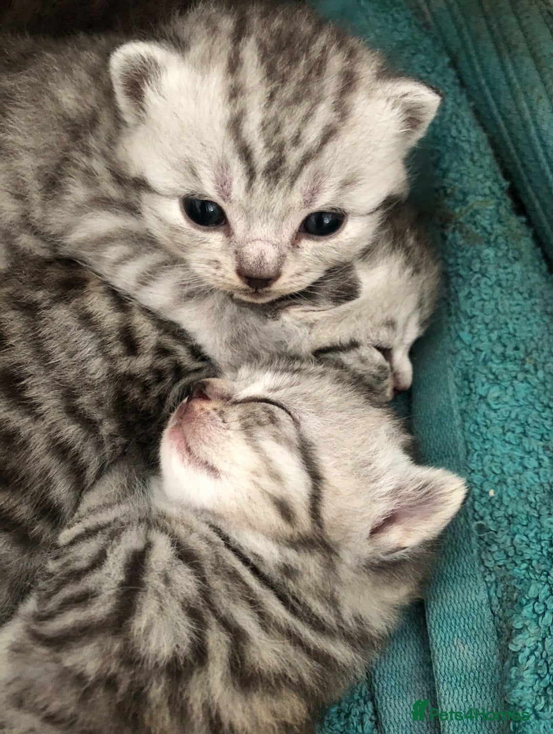 British Shorthair cats for sale: GCCF REGISTERED CHAMPION LINES SILVER SPOTTED BSH - Image 17