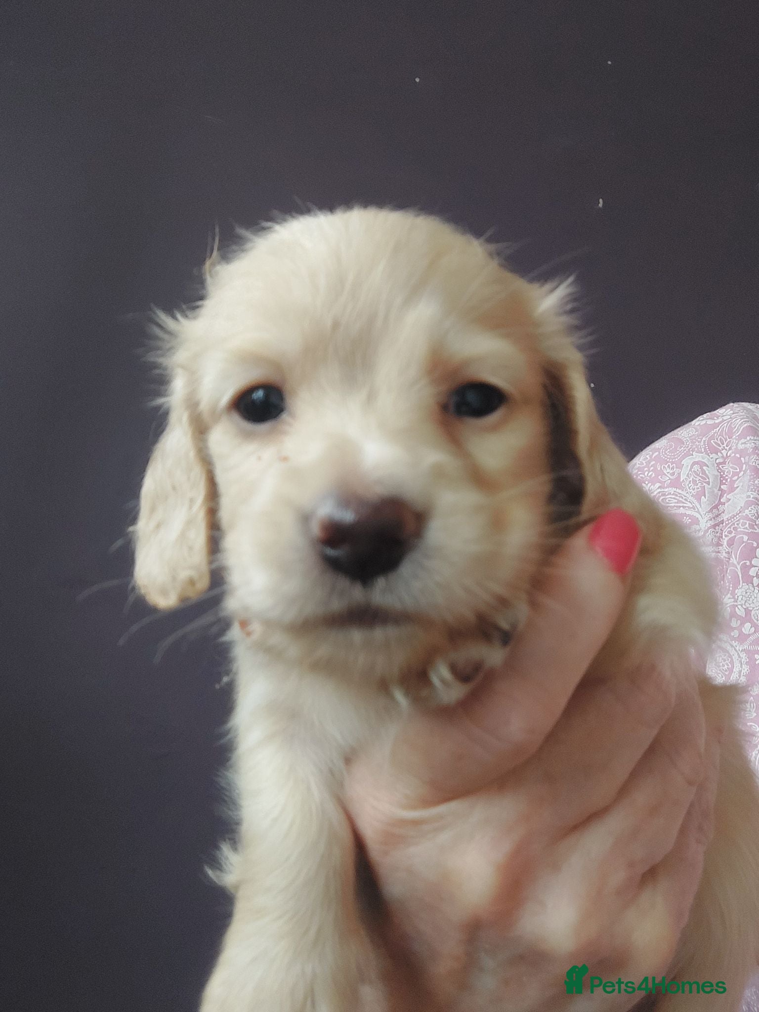 Miniature Dachshund dogs PEDIGREE CREAM LONG HAIRED MINI DACHSHUNDS - Advert 2