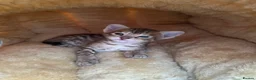 Savannah cats for sale: Savannah F4 girls - Advert 27