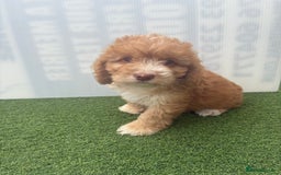 Cockapoo dogs for sale: Cockapoo puppies f1 - Image 2