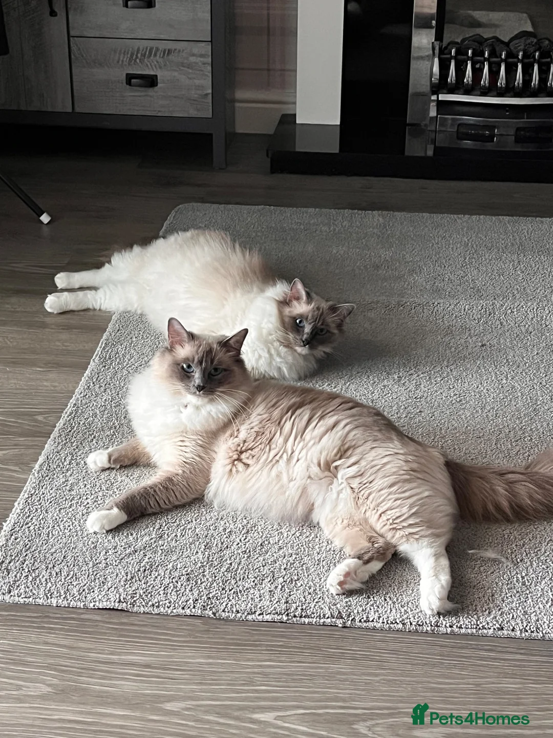 Ragdoll cats for sale: Ragdoll kittens  - Advert 2