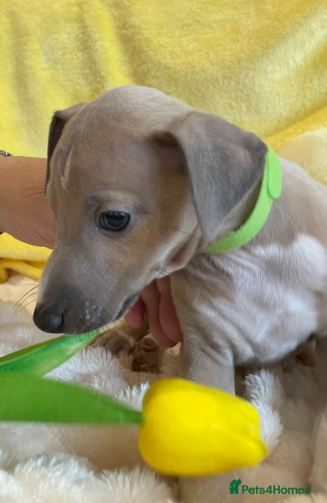 Mixed Breed dogs for sale: Gorgeous 3/4 ITALIAN GREYHOUND pups - Advert 20