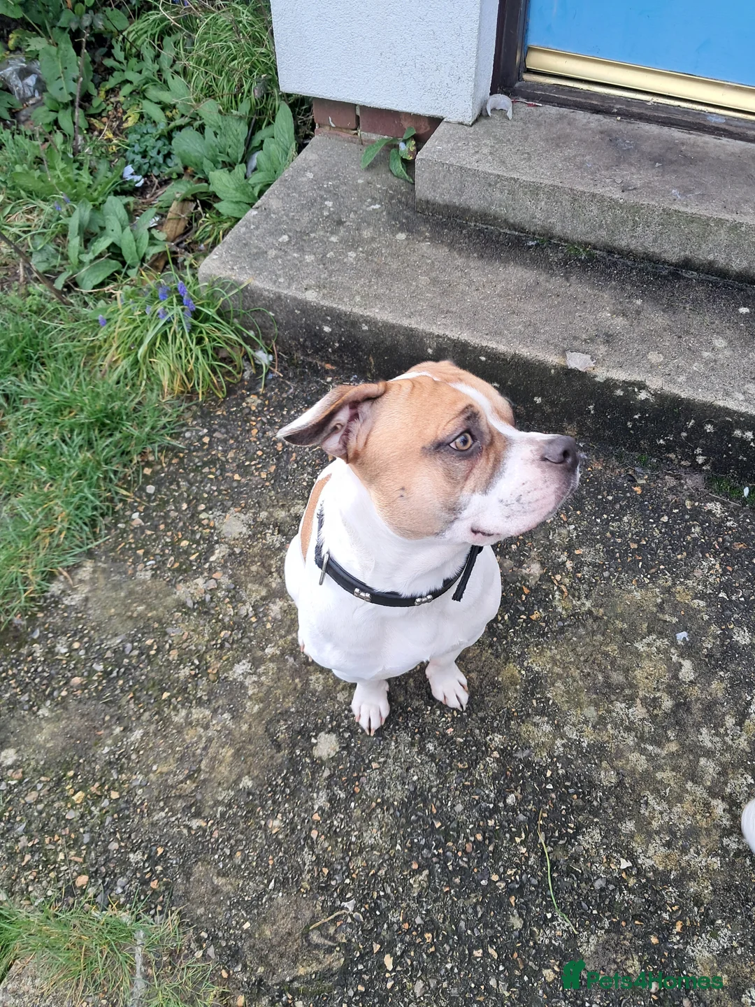 Mixed Breed dogs for sale: Mr joel - Advert 3