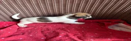 Jack Russell dogs for sale: Jack Russell puppies  - Advert 21