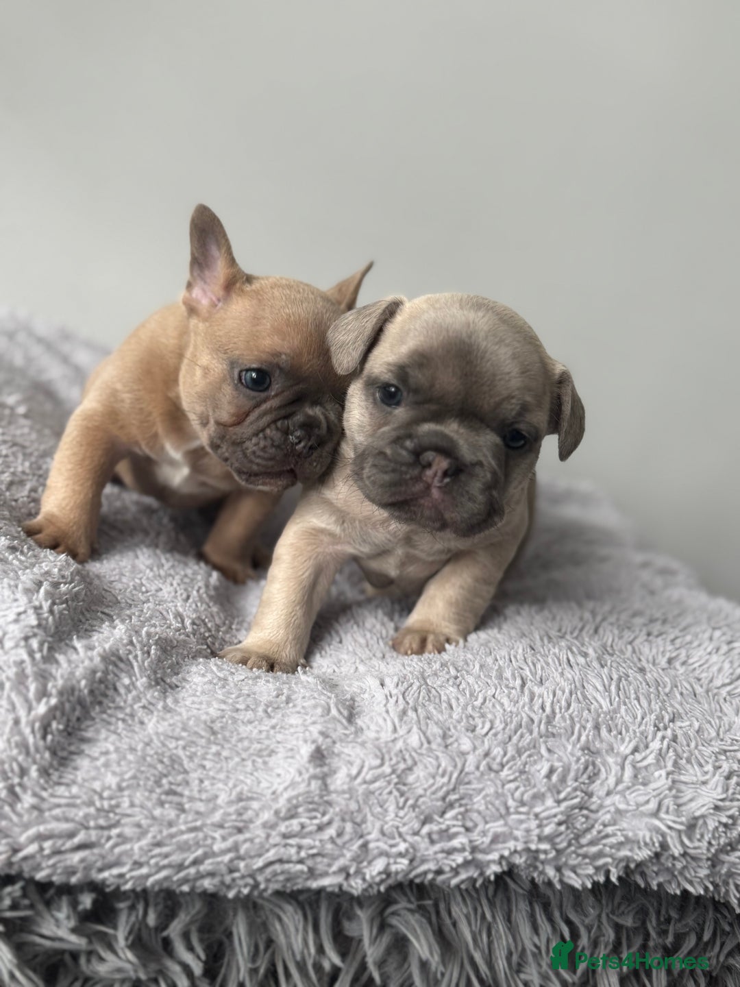 French Bulldog dogs for sale: French bulldog puppies  - Image 8