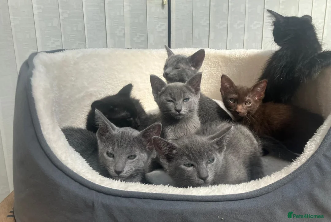 Siamese cats for sale: Siamese kittens 7weeks ready to be reserved  - Advert 4