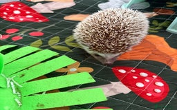Pygmy Hedgehog rodents for sale: Hedgehog and full set up for sale - Image 3