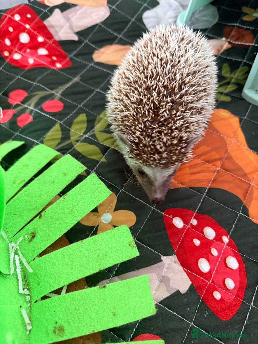 Pygmy Hedgehog rodents for sale: Hedgehog and full set up for sale - Image 3