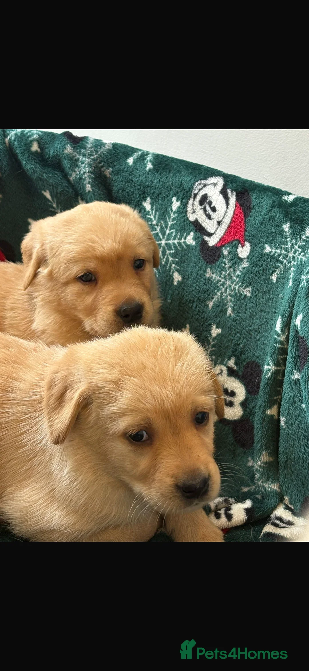 Labrador Retriever dogs for sale: Labrador pups - Advert 2