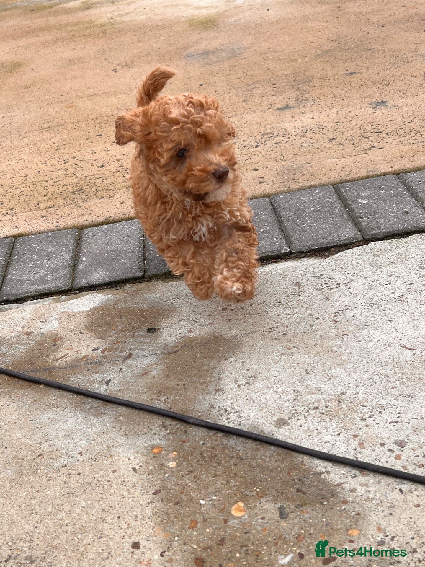Cockapoo dogs Beautiful cockapoo puppies  ready to leave !  - Advert 14
