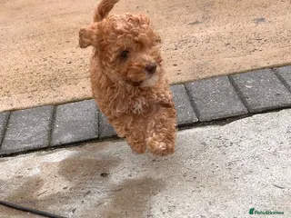 Cockapoo dogs Beautiful cockapoo puppies ready to leave ! - Advert 14