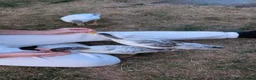 Ducks poultry for sale: 6 week old tame miniature silver appleyard ducks in Stockport - Advert 3