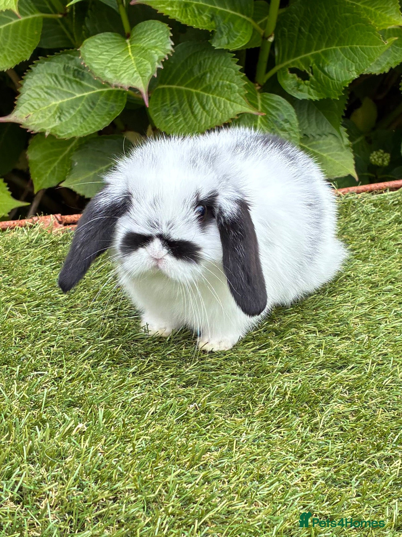 Mini Lop rabbits Pure bred mini lop baby rabbit.  - Advert 2
