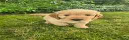 Cockapoo dogs for sale: F1 Fox red Miniature Cockapoo puppies in Preston - Advert 11