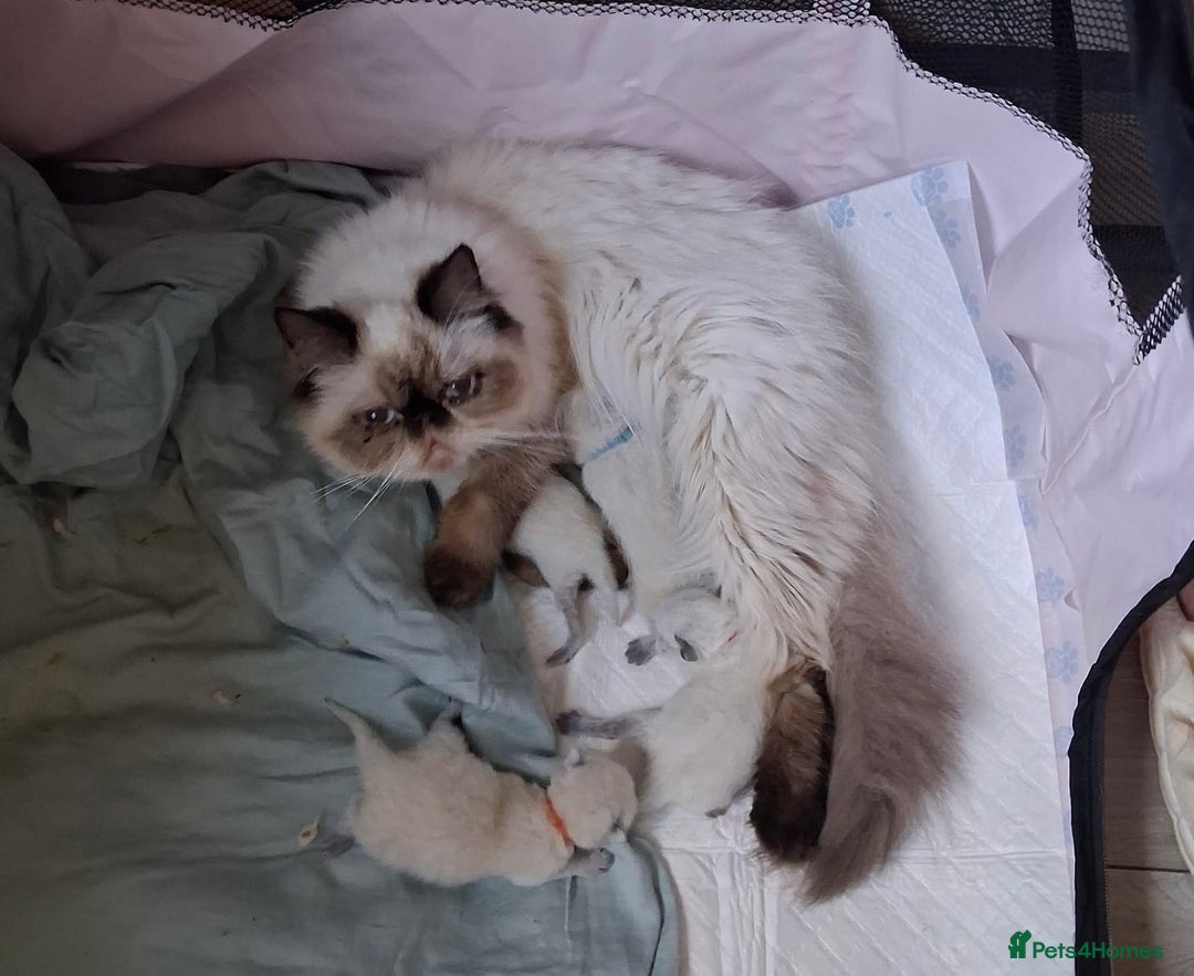 Himalayan cats for sale: Himalayan Persian Kittens  - Image 10