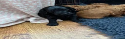 Cockapoo dogs for sale: A gorgeous litter of cockapoos 2 red and 1 black  - Advert 19