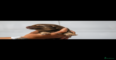 German Shepherd dogs - Advert 8