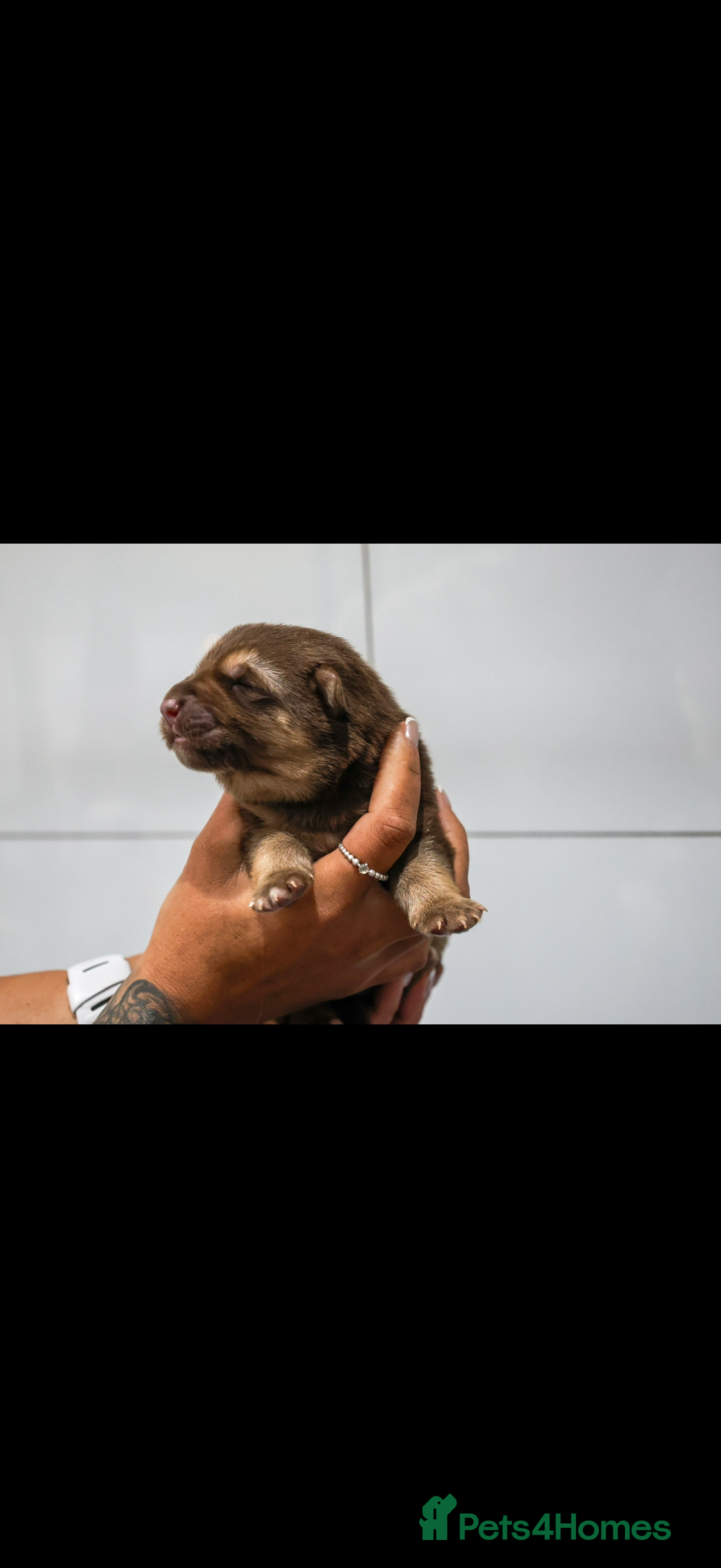 German Shepherd dogs for sale: ❤️KC pups ✨ health tested parents  - Advert 6