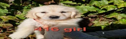 Golden Retriever dogs for sale: Stunning Golden Retrievers - Advert 20