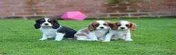 Cavalier King Charles Spaniel dogs for sale: Beautiful Cavalier King Charles Spaniel puppies - Advert 1