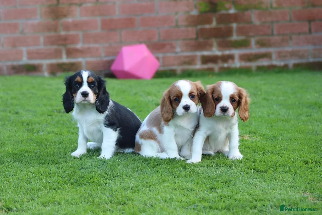 Cavalier King Charles Spaniel dogs for sale: Beautiful Cavalier King Charles Spaniel puppies - Advert 1