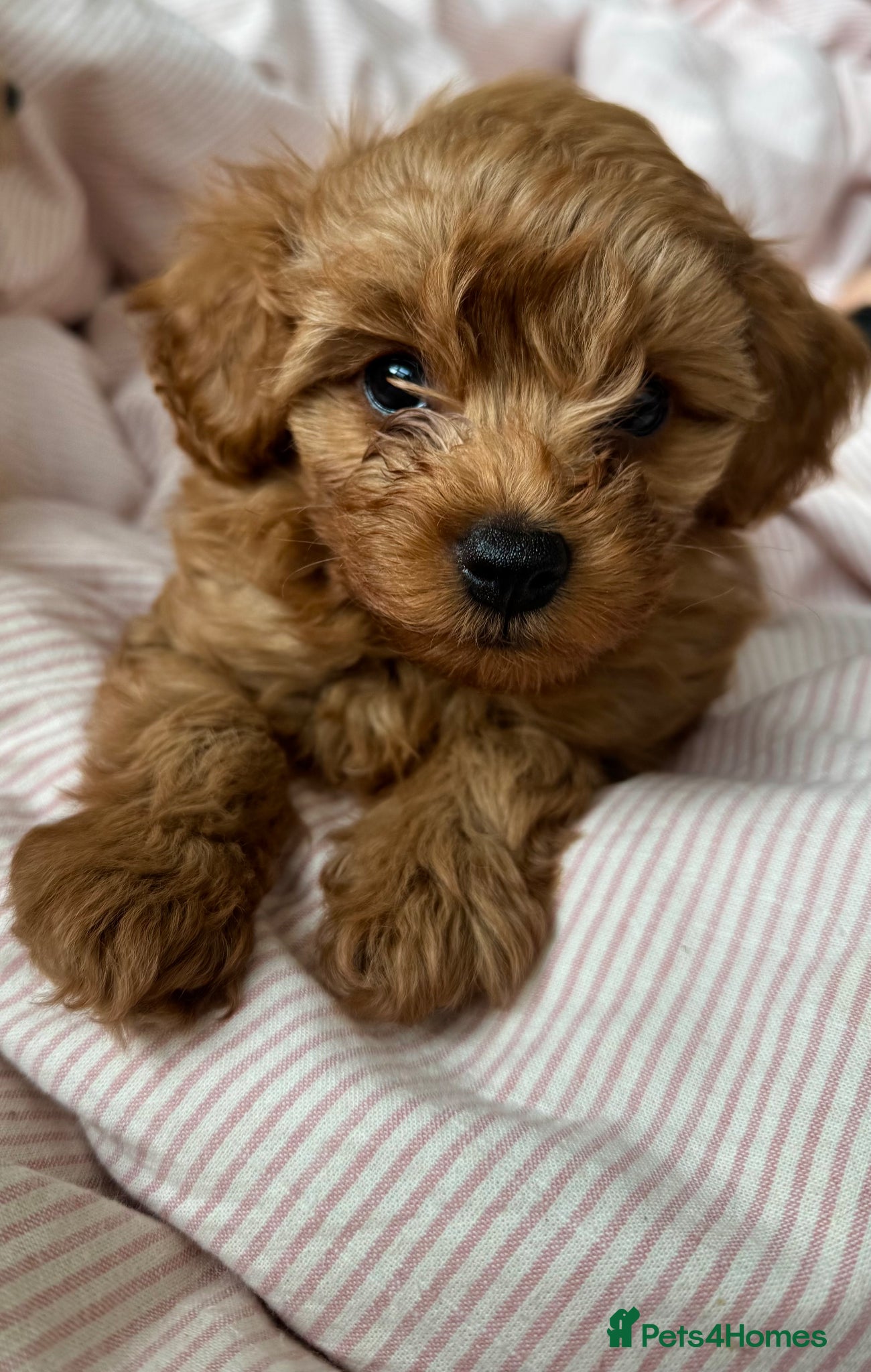 Maltipoo dogs Maltipoo Puppies - Advert 9