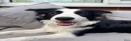 Border Collie dogs for sale: Alfie  - Advert 1