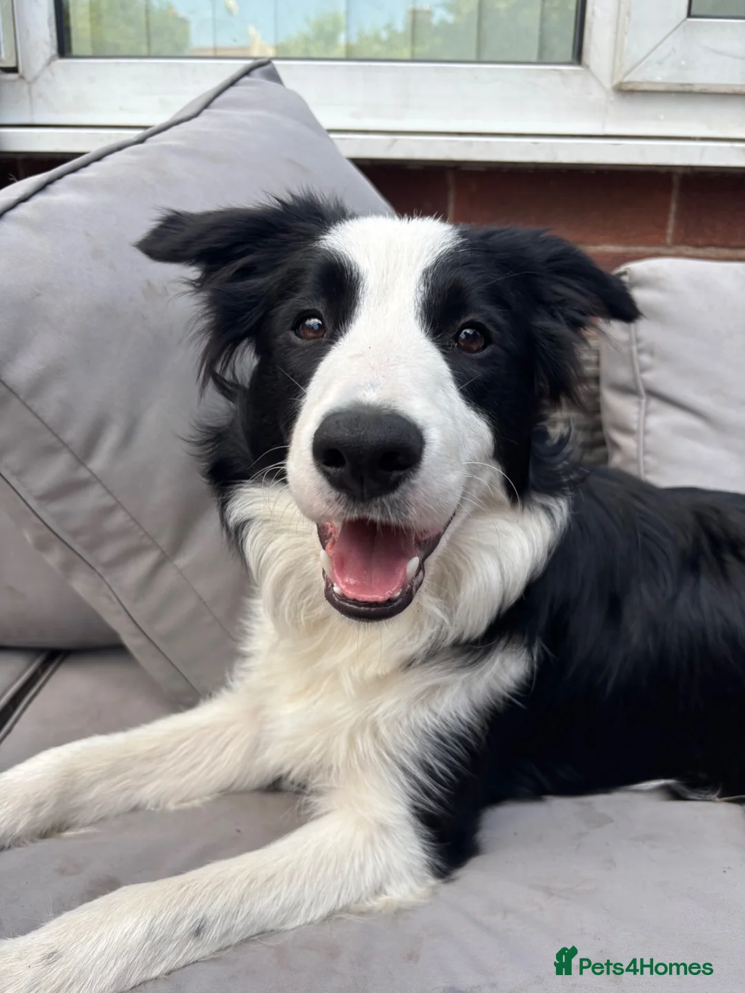 Border Collie dogs for sale: Alfie  - Advert 1
