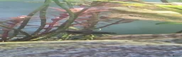 Fancy Goldfish fish for sale: Baby fancy gold fish/black moors - Advert 2