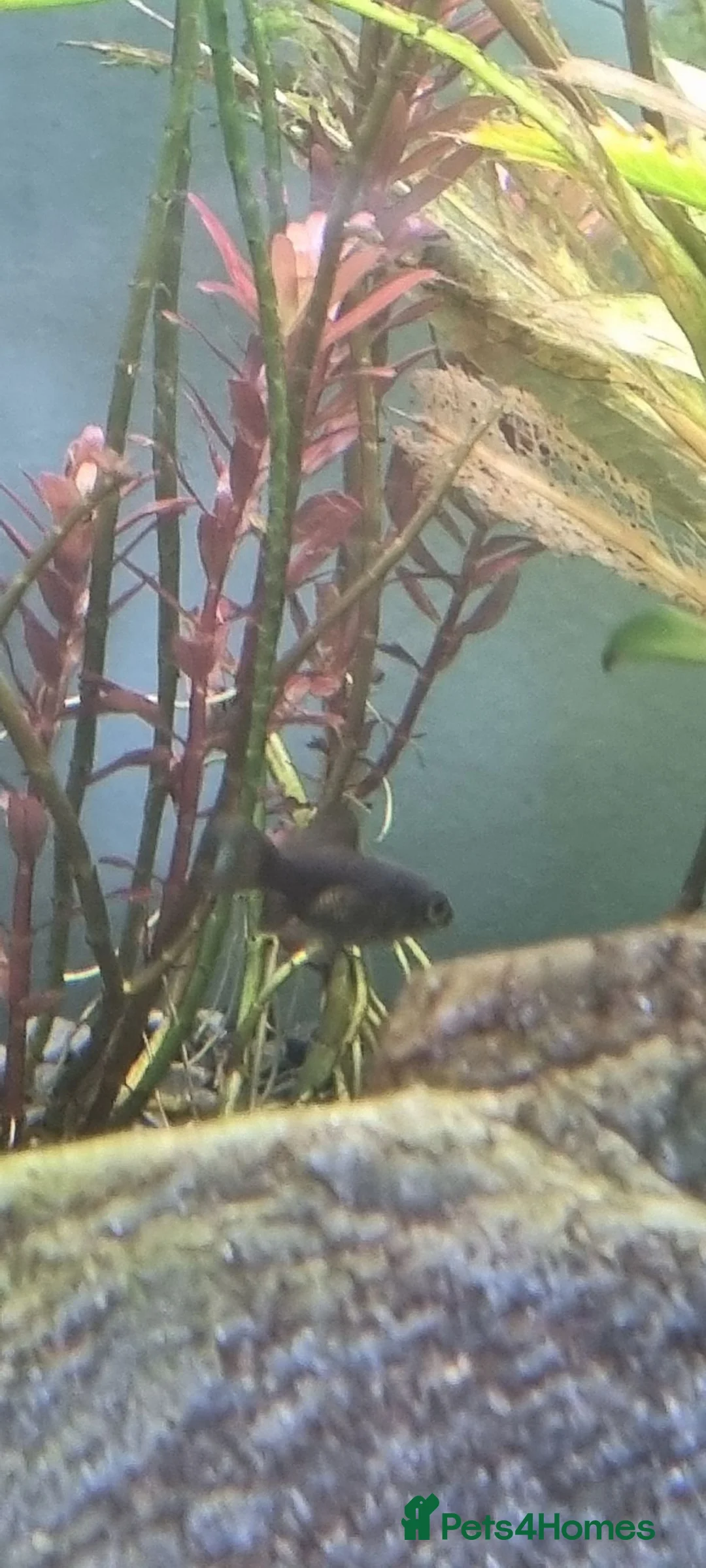 Fancy Goldfish fish for sale: Baby fancy gold fish/black moors - Advert 2
