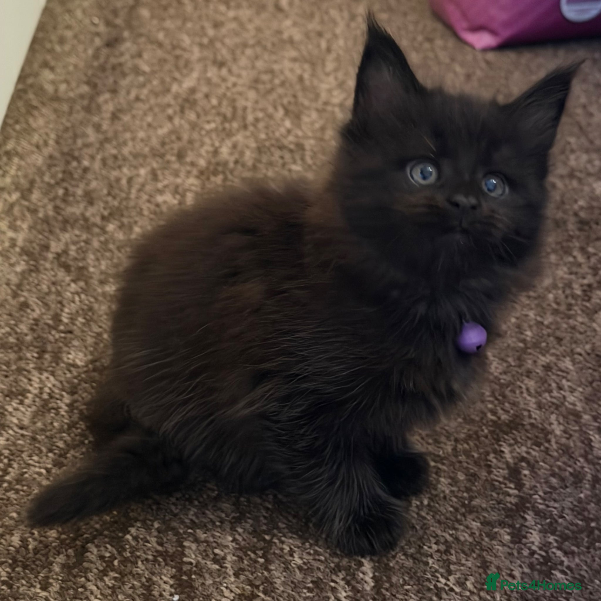 Maine Coon cats 2 Left - Gentle, Playful, Affectionate Maine Coons - Advert 2