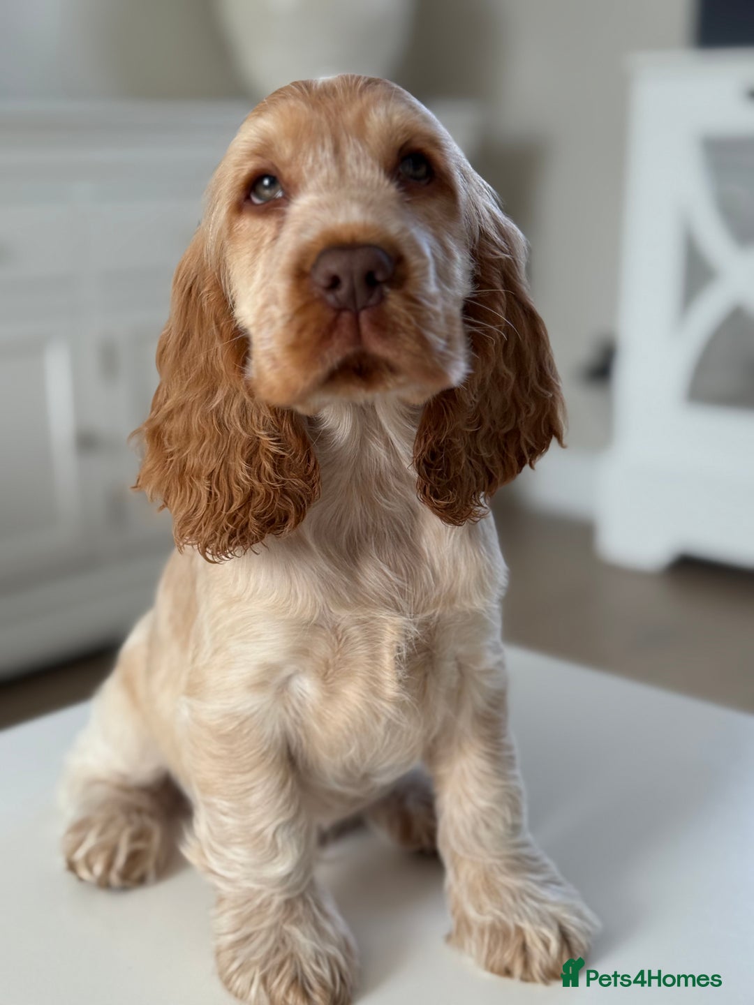 Cocker Spaniel dogs for sale: Show type cocker spaniels 🐶 ready now 🐶 - Image 10