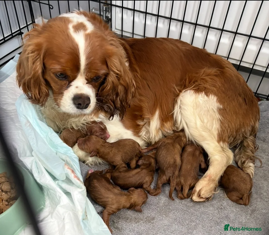 Cavapoo dogs for sale: 6 F1 Cavapoos - Advert 30