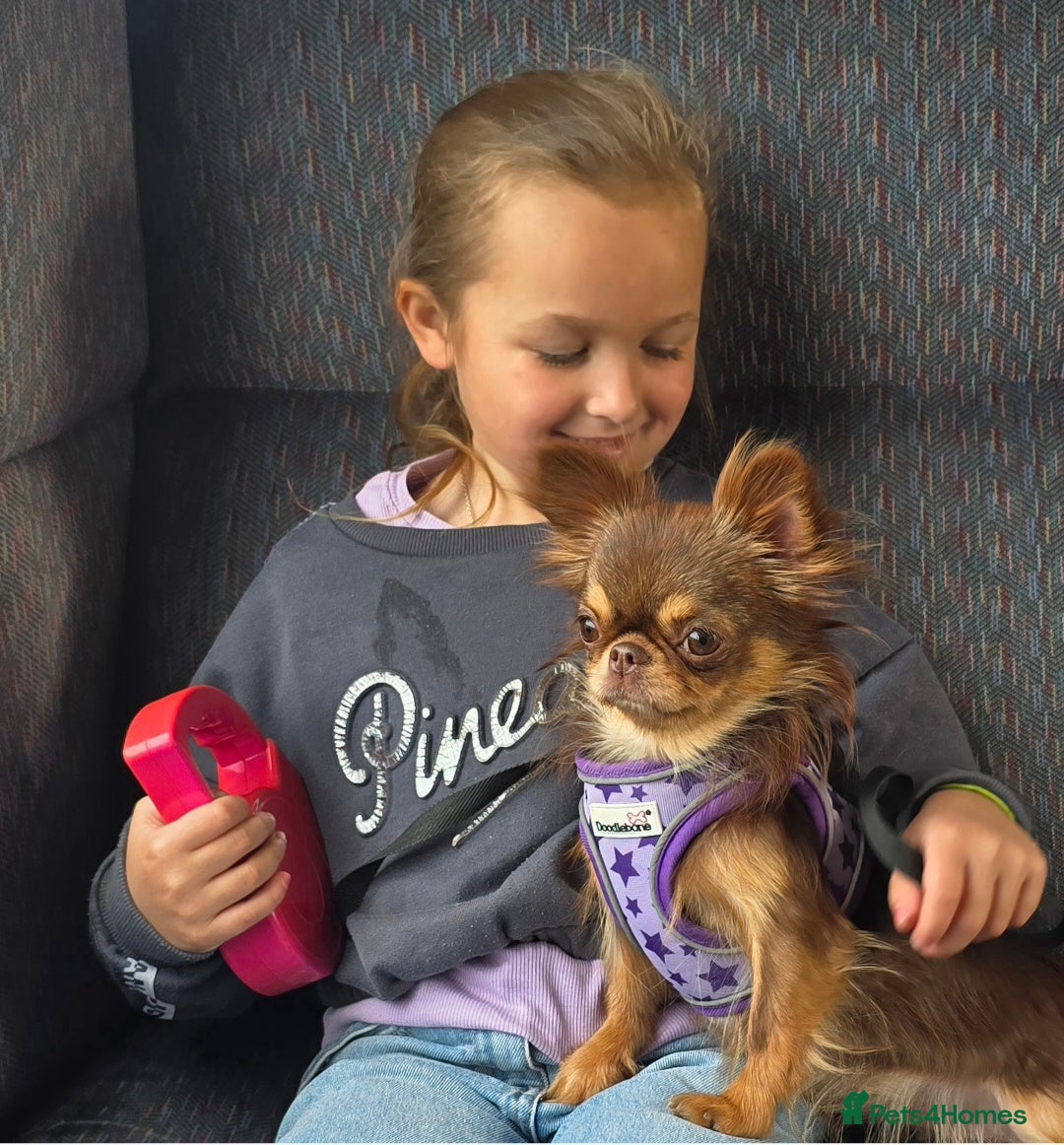 Chihuahua dogs for sale: Xx stunning kc chihuahua longcoat puppies Xx - Advert 8