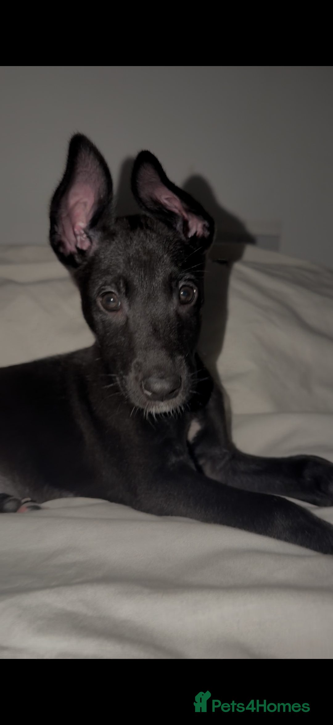 Belgian Shepherd Dog dogs for sale: Belgian malinois 3 month old pup  - Advert 5