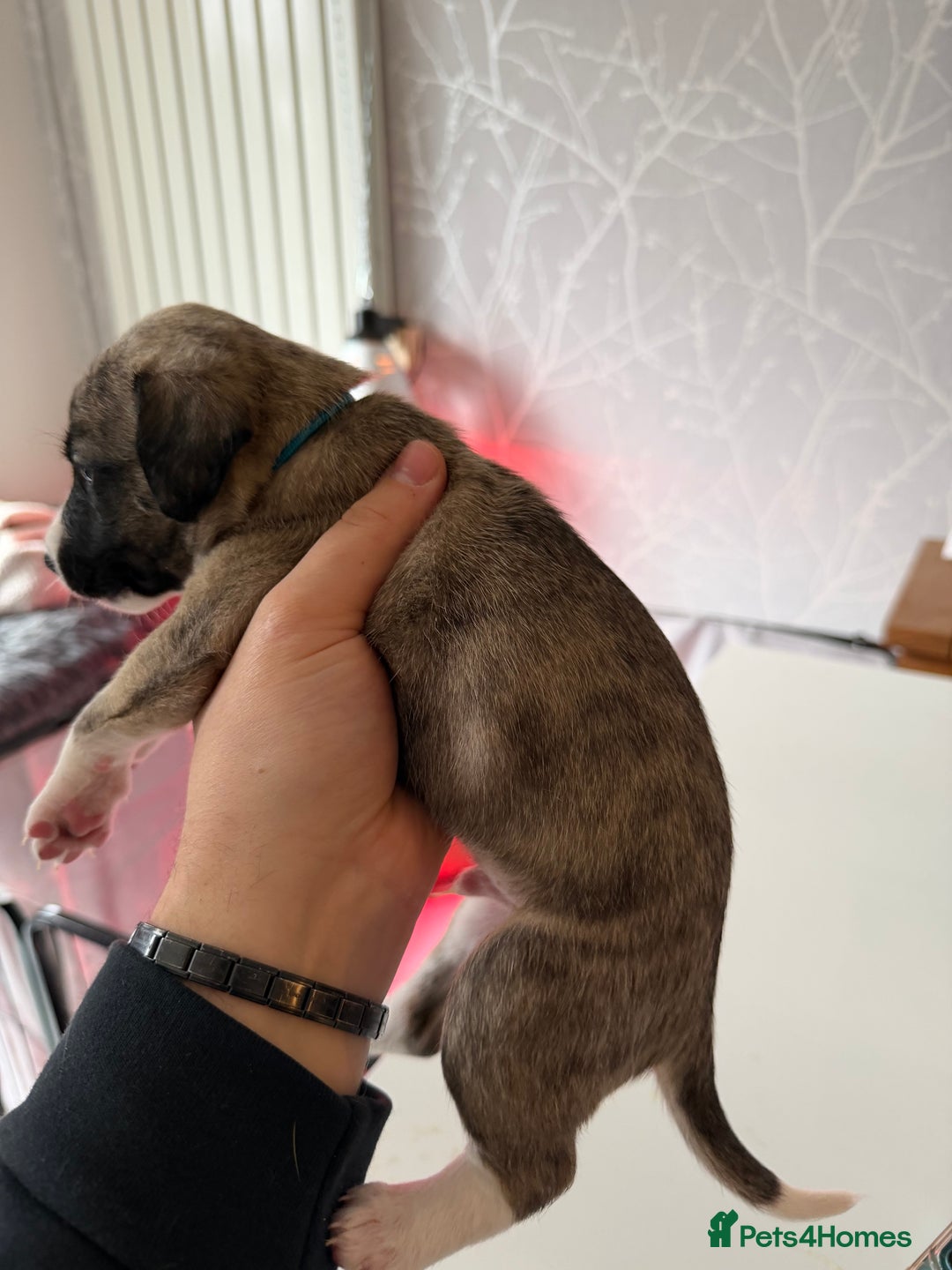Mixed Breed dogs for sale: Bedlington x Whippet - Advert 20