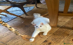 Maine Coon cats for sale: White Maine Coon boy  - Image 6