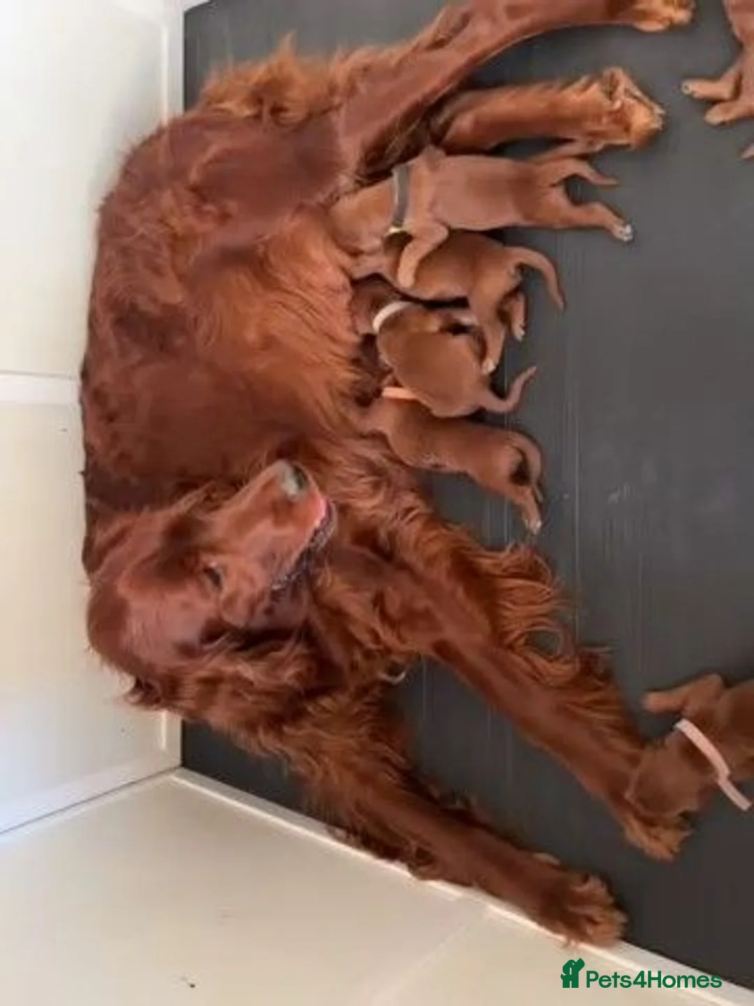 Irish Setter dogs for sale: Irish Red Setter Puppies in Weston-super-Mare - Advert 2