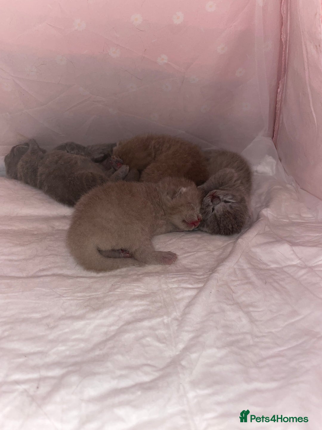 Scottish Fold cats for sale: Scottish Fold/ Straight kitties  - Advert 27