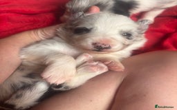 Border Collie dogs for sale: Fluffy long coat Blue merle border collie puppies - Image 11