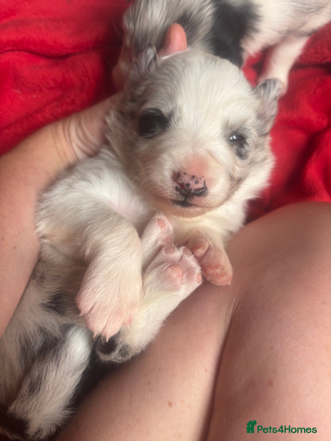 Border Collie dogs for sale: Fluffy long coat Blue merle border collie puppies - Image 11